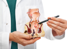 Trĩ Nội Và Trĩ Ngoại: Phân Biệt Thế Nào?